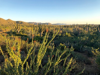 view Baja treehouse