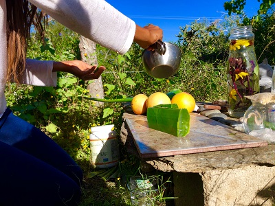 Cutting Aloe Vera