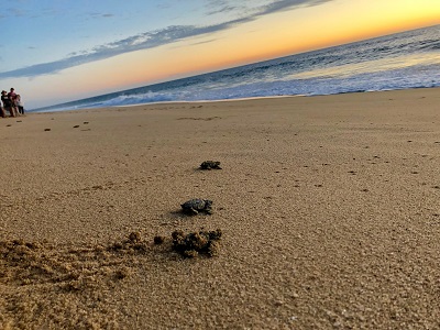 Sea Turtle Crawl