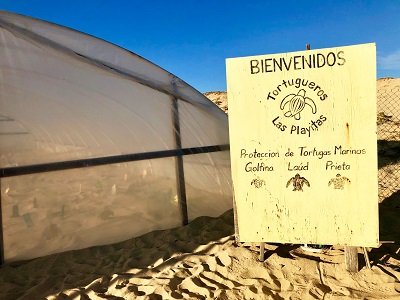 Sea Turtle Restoration Todos Santos