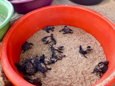 Sea Turtle Babies