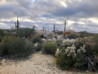 Valle de los Cirios cactus