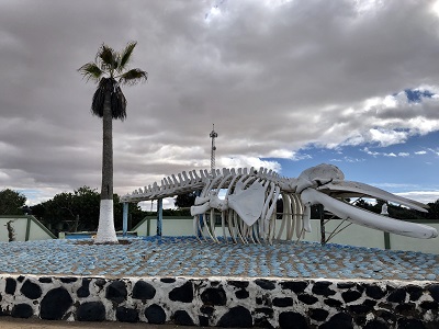 whale skeleton