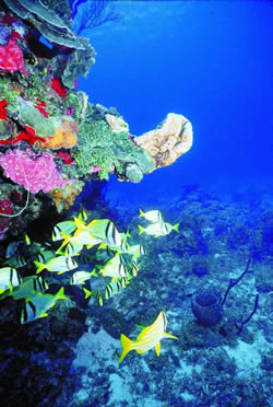 Cozumel Reef